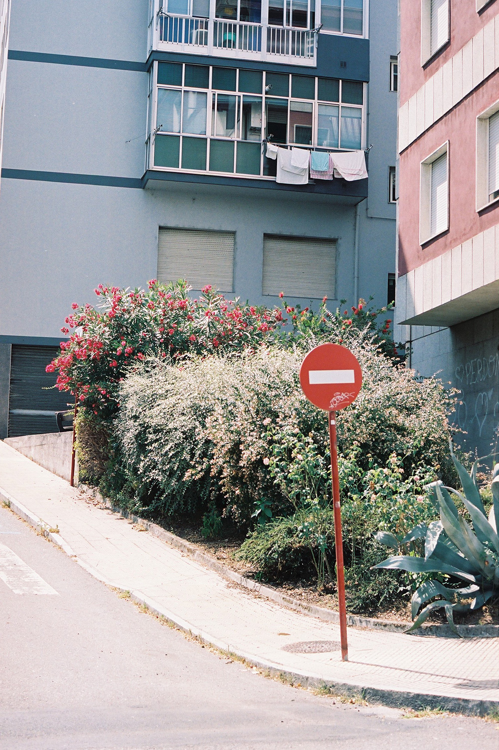 Analog photo of a 'No Entry' sign at a street corner with bushes and flowers.