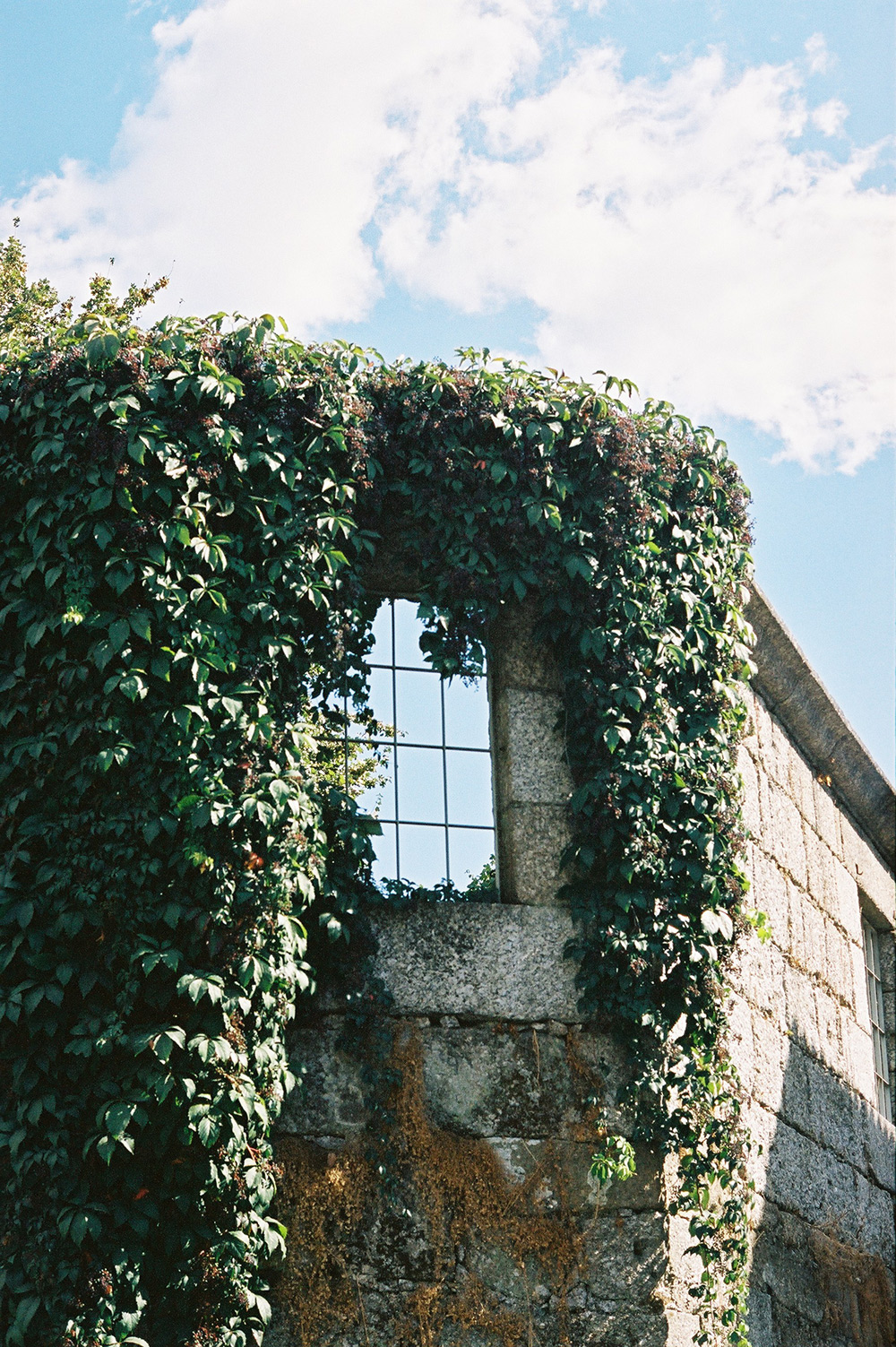 Analog photo of a window on a stone wall with vegetation.